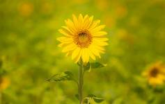 Elie POUYANNE - DIRECTED BY ELIE